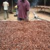 drying cocoa